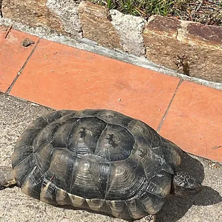La Tartaruga *